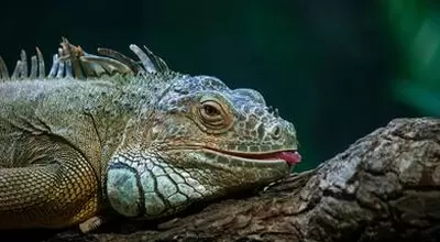 Проблемы с линькой у рептилий